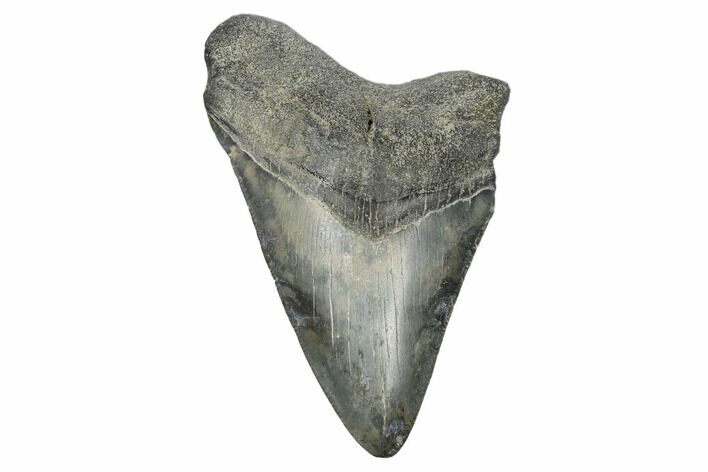 Fossil Megalodon Tooth - South Carolina #168154